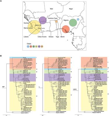 The S Genome Segment Is Sufficient to Maintain Pathogenicity in Intra-Clade Lassa Virus Reassortants in a Guinea Pig Model